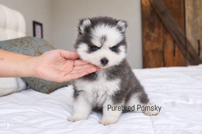 Bones – Pomsky puppy for sale in Kansas City, MO