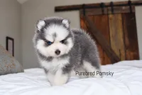 Bones, a male Pomsky for sale in Kansas City, MO – 4 of 5