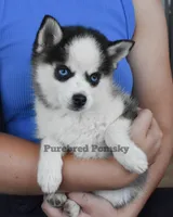 Tinker, a female Pomsky for sale in Kansas City, MO – 2 of 6