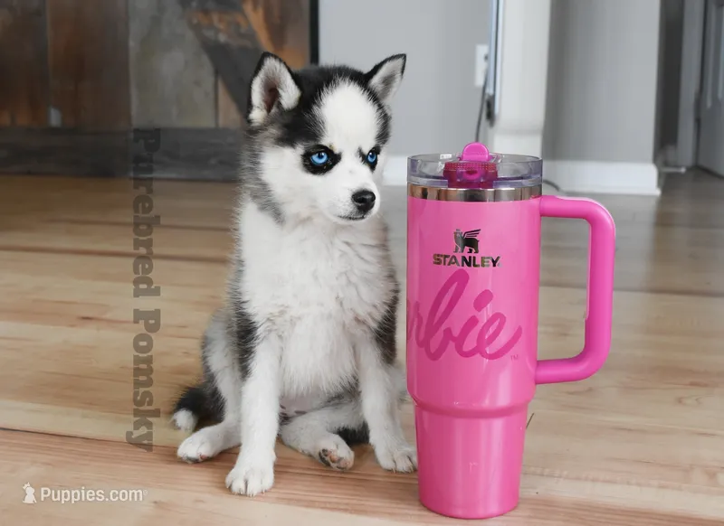 Tinker – Pomsky puppy for sale in Kansas City, MO
