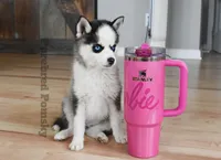 Tinker, a female Pomsky for sale in Kansas City, MO – 1 of 6