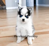 Lula, a female Pomsky for sale in Kansas City, MO – 4 of 5