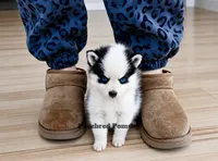 Pixie, a female Pomsky for sale in Kansas City, MO – 2 of 5