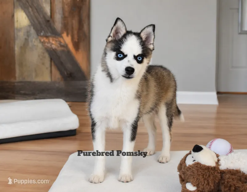 Tinker – Pomsky puppy for sale in Kansas City, MO