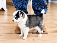 Lula, a female Pomsky for sale in Kansas City, MO – 2 of 5