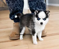 Tinker, a female Pomsky for sale in Kansas City, MO – 5 of 5