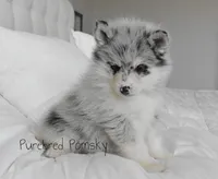Skye, a female Pomsky for sale in Kansas City, MO – Photo 3 of 6