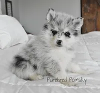 Skye, a female Pomsky for sale in Kansas City, MO – Photo 6 of 6