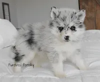 Skye, a female Pomsky for sale in Kansas City, MO – Photo 4 of 6