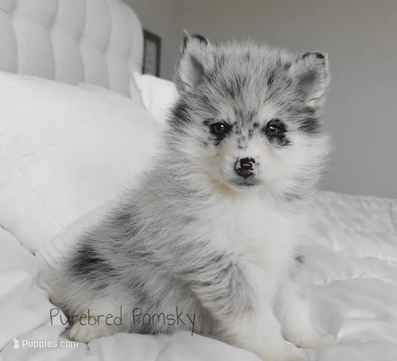 Skye – Pomsky puppy for sale in Kansas City, MO
