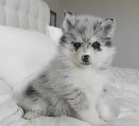 Skye, a female Pomsky for sale in Kansas City, MO – Photo 1 of 6