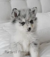Skye, a female Pomsky for sale in Kansas City, MO – Photo 2 of 6