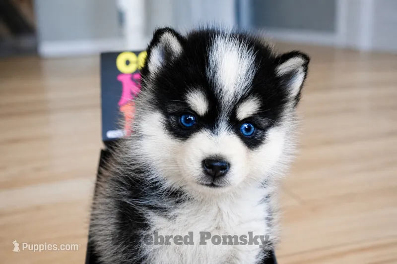 Koda – Pomsky puppy for sale in Kansas City, MO