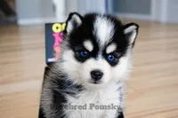 Koda, a male Pomsky for sale in Kansas City, MO – 1 of 5
