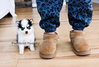 Lula, a female Pomsky for sale in Kansas City, MO – 1 of 5