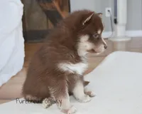 Coco, a female Pomsky for sale in Kansas City, MO – Photo 4 of 5