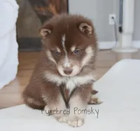 Coco, a female Pomsky for sale in Kansas City, MO – Photo 5 of 5