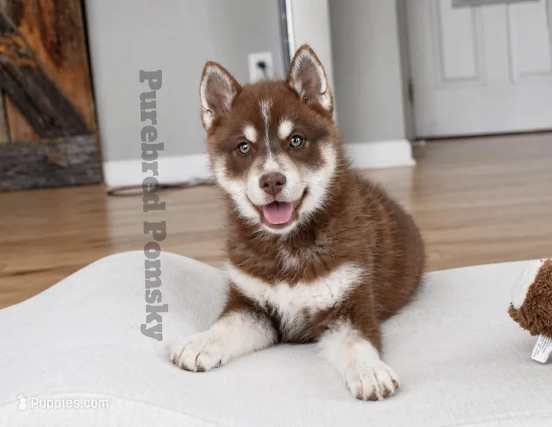 Coco – Pomsky puppy on hold in Kansas City, MO