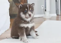 Coco, a female Pomsky for sale in Kansas City, MO – Photo 1 of 5