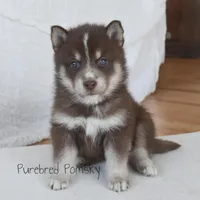 Coco, a female Pomsky for sale in Kansas City, MO – Photo 2 of 5