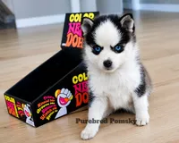 Tinker, a female Pomsky for sale in Kansas City, MO – 3 of 5