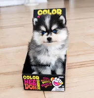 Atlas, a female Pomsky for sale in Kansas City, MO – 3 of 6