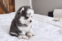 Bones, a male Pomsky for sale in Kansas City, MO – 2 of 5
