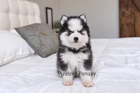 Binx, a male Pomsky for sale in Kansas City, MO – 4 of 5