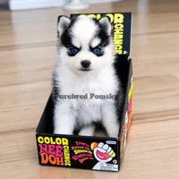 Lula, a female Pomsky for sale in Kansas City, MO – 3 of 5