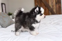 Binx, a male Pomsky for sale in Kansas City, MO – 3 of 5