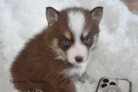 Truffle, a female Pomsky for sale in Kansas City, MO – Photo 5 of 5