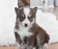 Truffle, a female Pomsky for sale in Kansas City, MO – Photo 2 of 5