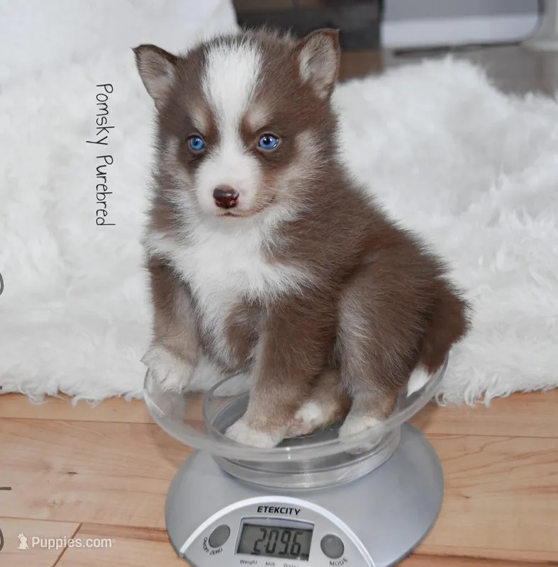 Truffle – Pomsky puppy for sale in Kansas City, MO