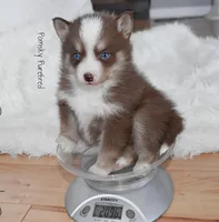 Truffle, a female Pomsky for sale in Kansas City, MO – Photo 1 of 5