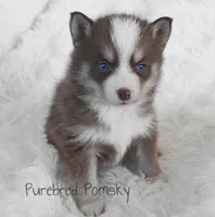 Truffle, a female Pomsky for sale in Kansas City, MO – Photo 3 of 5