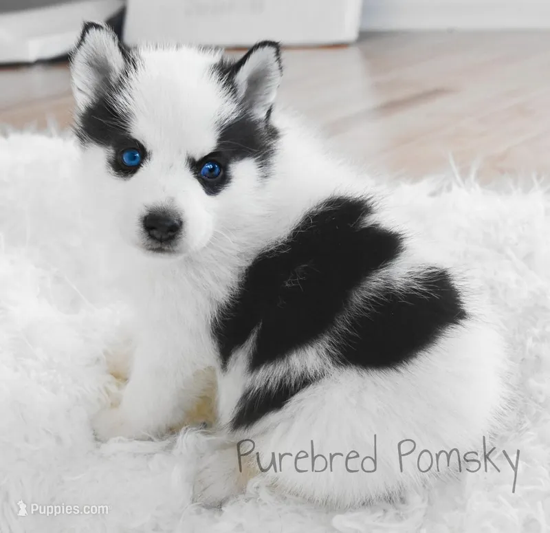 Pepper – Pomsky puppy for sale in Kansas City, MO