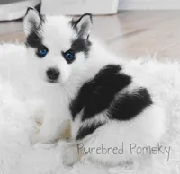 Pepper, a female Pomsky for sale in Kansas City, MO – Photo 1 of 4