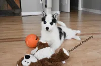 Pepper, a female Pomsky for sale in Kansas City, MO – 3 of 5