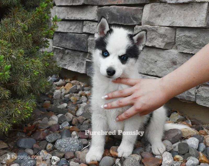 Pepper – Pomsky puppy for sale in Kansas City, MO