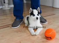 Pepper, a female Pomsky for sale in Kansas City, MO – 2 of 5