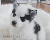 Pepper, a female Pomsky for sale in Kansas City, MO – Photo 3 of 4