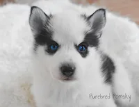 Pepper, a female Pomsky for sale in Kansas City, MO – Photo 2 of 4