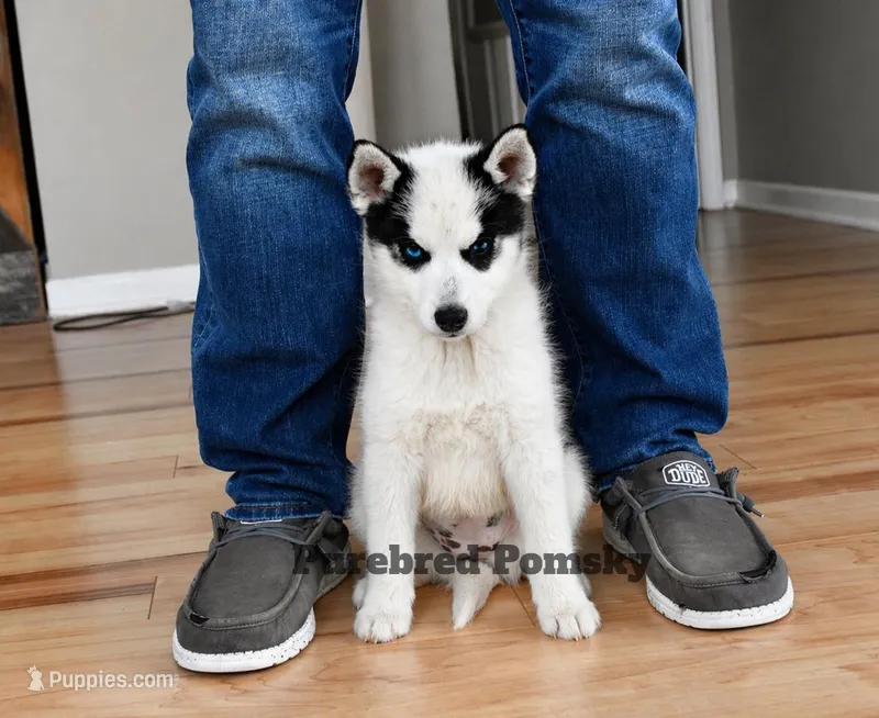 Pepper – Pomsky puppy on hold in Kansas City, MO