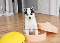 Pepper, a female Pomsky for sale in Kansas City, MO – 5 of 5