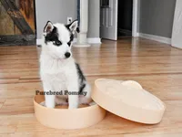 Pepper, a female Pomsky for sale in Kansas City, MO – 4 of 5