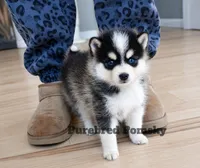 Koda, a male Pomsky for sale in Kansas City, MO – 5 of 5
