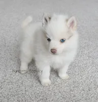 Teddy, a male Pomsky for sale in Kansas City, MO – Photo 3 of 4