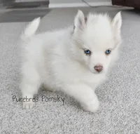 Teddy, a male Pomsky for sale in Kansas City, MO – Photo 2 of 4