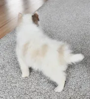 Teddy, a male Pomsky for sale in Kansas City, MO – Photo 4 of 4