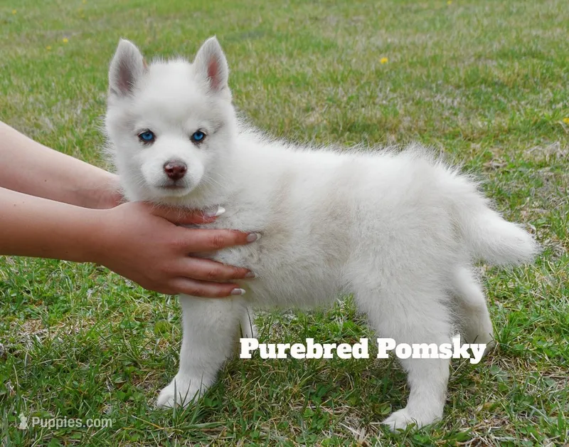 Teddy – Pomsky puppy for sale in Kansas City, MO